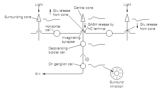 2079_Horizontal cells and lateral inhibition 1.png